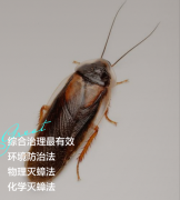 家里有蟑螂，到底能不能彻底根除？